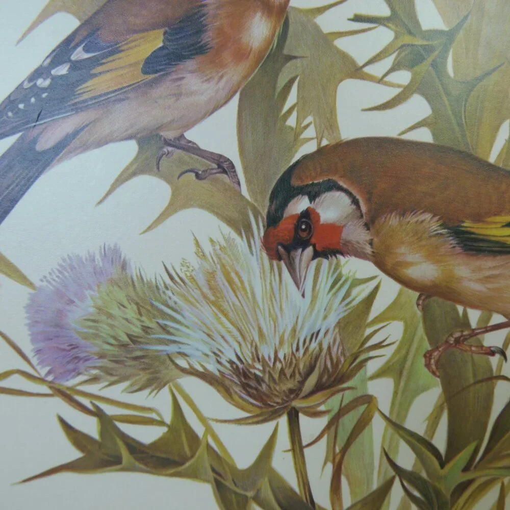 Vintage‎ Placemat Place boards Bird Pictures Set -4 Table Settings Cottage Core